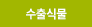 수출식물