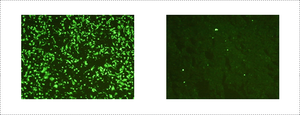 Fig. 7. Serological test performed at the rabies laboratory. Fluorescent antibody virus neutralization (FAVN) test is conducted routinely at the rabies laboratory for serology of rabies.