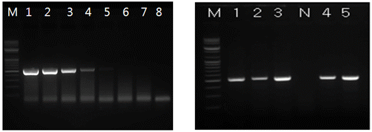 Fig. 4 Reverse-transcription polymerase chain reaction (RT-PCR) assay for virus identification. The detection limit of RT-PCR was found to be 25 TCID50/ml.