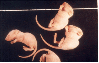 Fig. 5 Animal experiment for isolating JEV isolates. Intracerebral experiment using specific pathogen free mice is one of methods used for isolating JEV isolates. All experiments are performed in BL 3 laboratory equipped with the animal experimental facilities (J Vet Sci, Yang DK et. al, 2004).