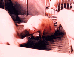 사진2) 돼지열병에 감염되어 후구 마비된 돼지 이미지