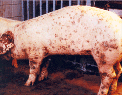 사진46) 돼지피부염신증증후군(PDNS)에 감염된 돼지. 피부에 갈색 반점이 관찰됨 이미지