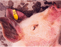 사진4) 돼지열병에 감염되어 귀, 주둥이에 피부 발적을 보이는 돼지 이미지