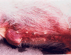 사진5) 돼지열병에 감염되어 복부 피부가 발적된 돼지 이미지