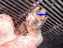 돼지 발굽사이의 수 궤양 및 발포,굽의 탈락 이미지