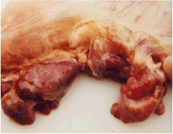 사진48)  돼지이유후전신소모성증후군(PMWS)에 감염된 돼지. 위문림프절의 심한 종대와 암적색 발적 이미지