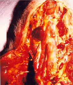 사진7) 돼지열병에 감염되어 턱밑 림프절이 심하게 발적, 종창된 모습 이미지