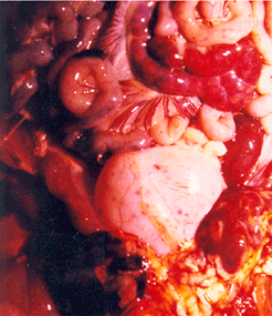 사진8) 돼지열병에 감염되어 장간막 림프절, 얕은샅 림프절의 심한 발적과 종창이 관찰되며 방광에 자적색 반점이 산재 이미지