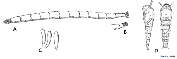 그림 2-3. 등에모기의 유충(A, B), 알(C), 번데기(D)