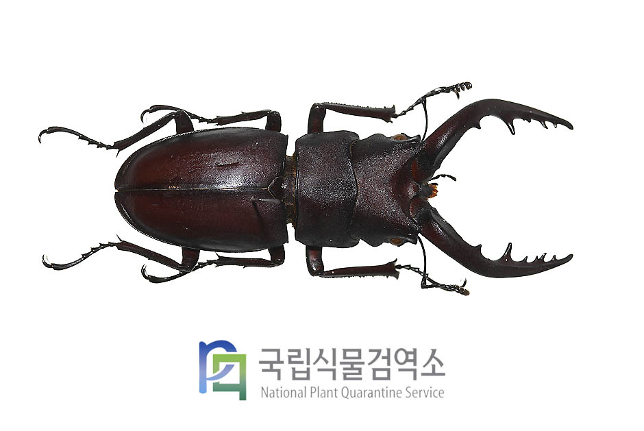 톱사슴벌레(Prosopocoilus inclinatus(Motschulsky))