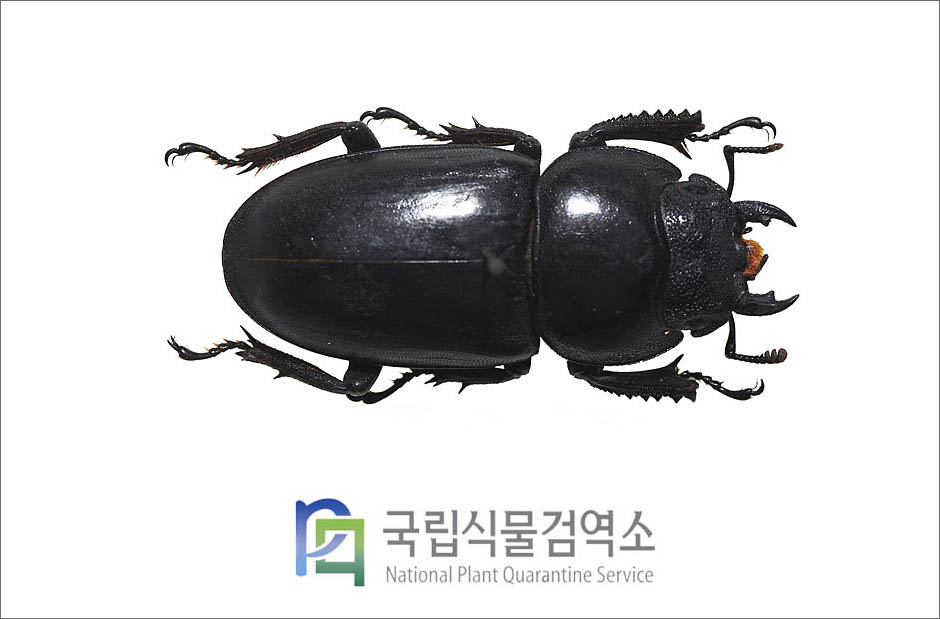 넓적사슴벌레(Serrognathus platymelus castanicolor Motschulsky) 암컷