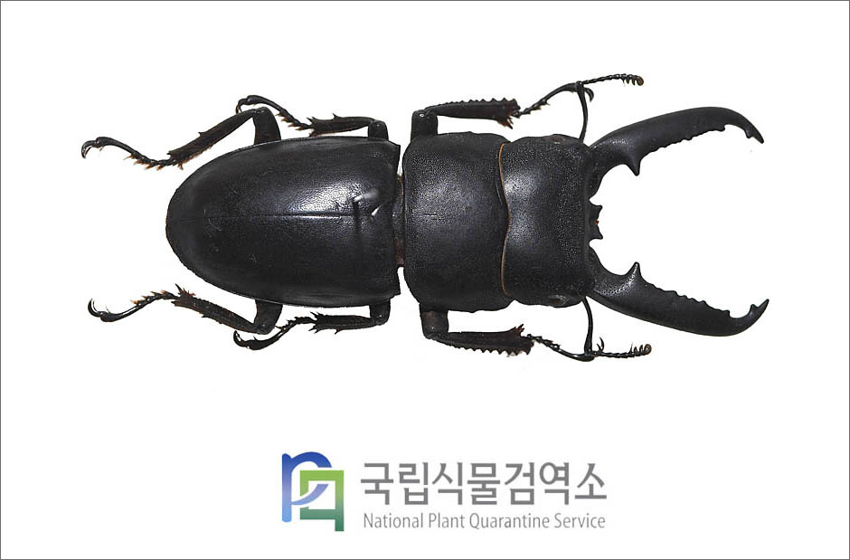 넓적사슴벌레(Serrognathus platymelus castanicolor Motschulsky) 수컷