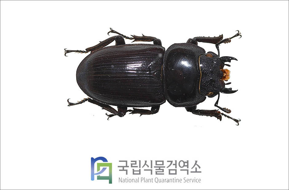 왕사슴벌레(Dorcus hopei (E. Saunders)) 암컷