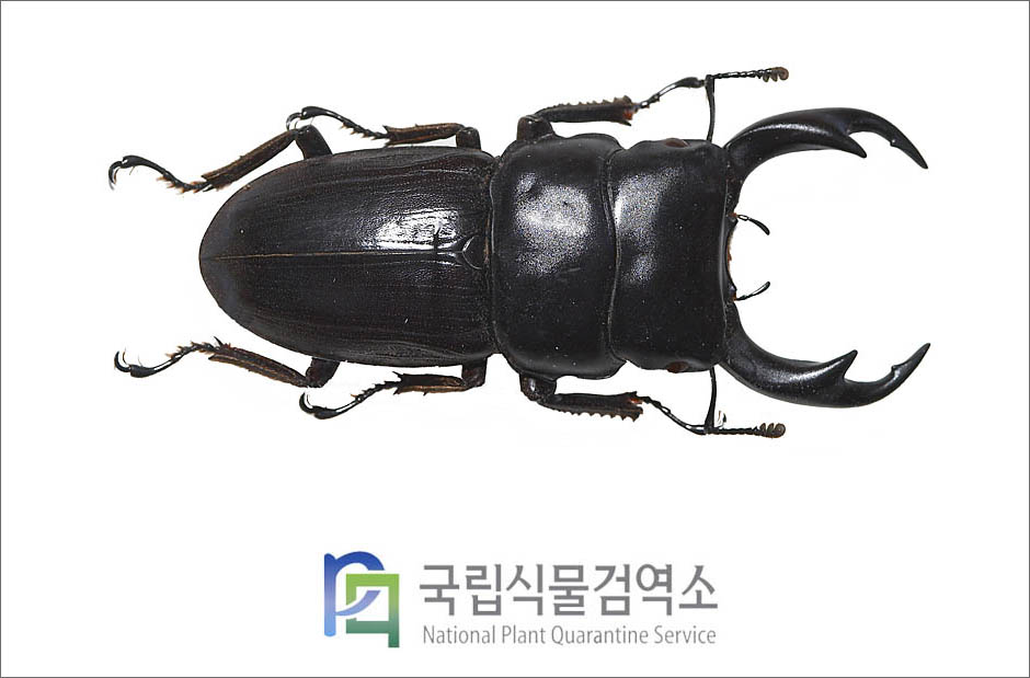 왕사슴벌레(Dorcus hopei (E. Saunders)) 수컷