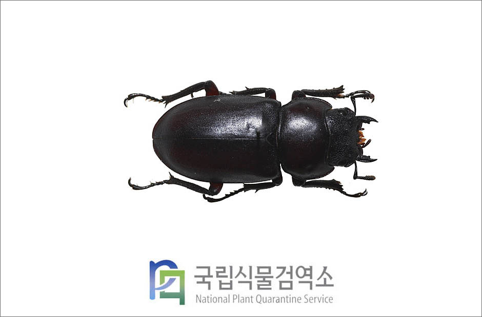 홍다리사슴벌레(Nipponodorcus rubrofemoratus (Snellen van Vollenhoven)) 암컷