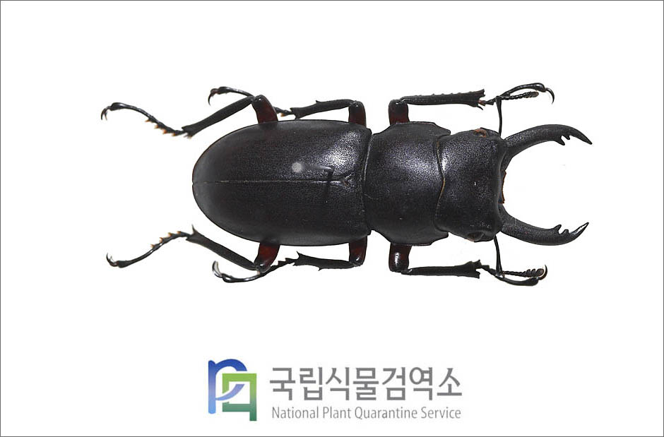 홍다리사슴벌레(Nipponodorcus rubrofemoratus (Snellen van Vollenhoven)) 수컷