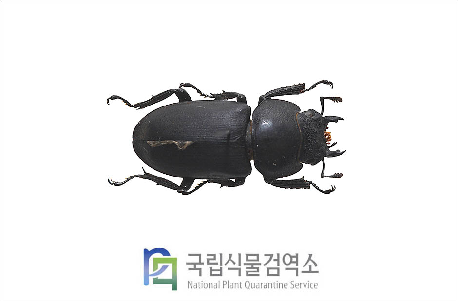 애사슴벌레(Macrodorcas recta (Motschulsky)) 암컷