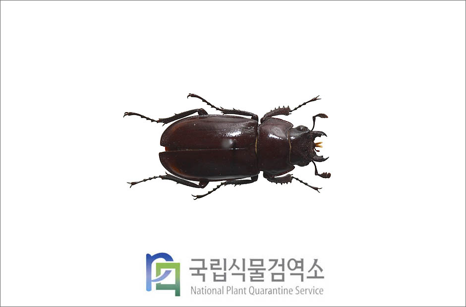 다우리아사슴벌레(Prismognathus dauricus (Motschulsky)) 암컷