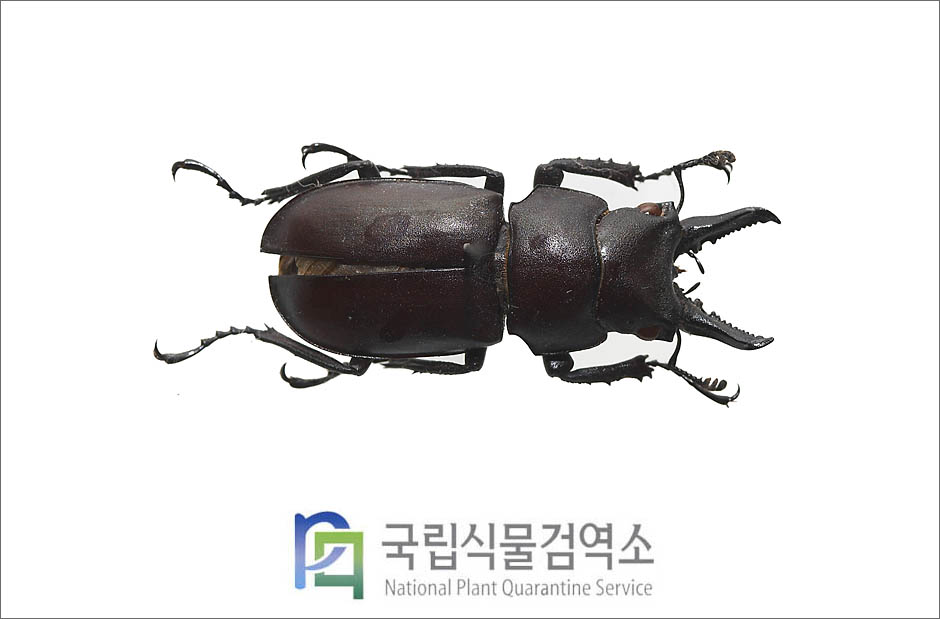 다우리아사슴벌레(Prismognathus dauricus (Motschulsky)) 수컷