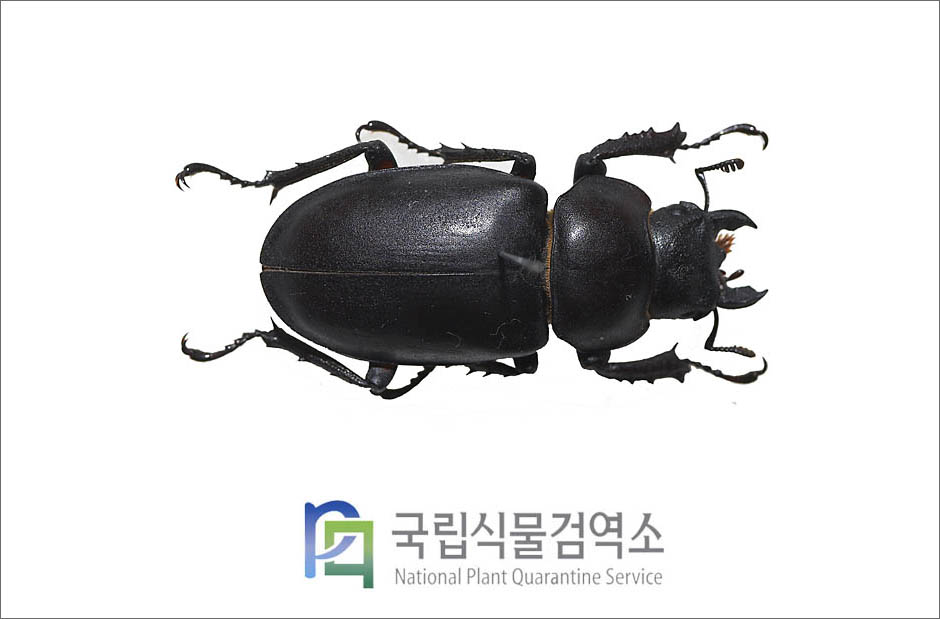 사슴벌레(Lucanus maculifemoratus dybowskyi Parry) 암컷