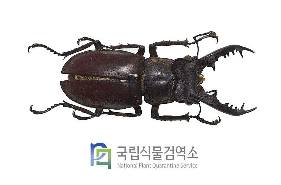 사슴벌레(Lucanus maculifemoratus dybowskyi Parry) 수컷