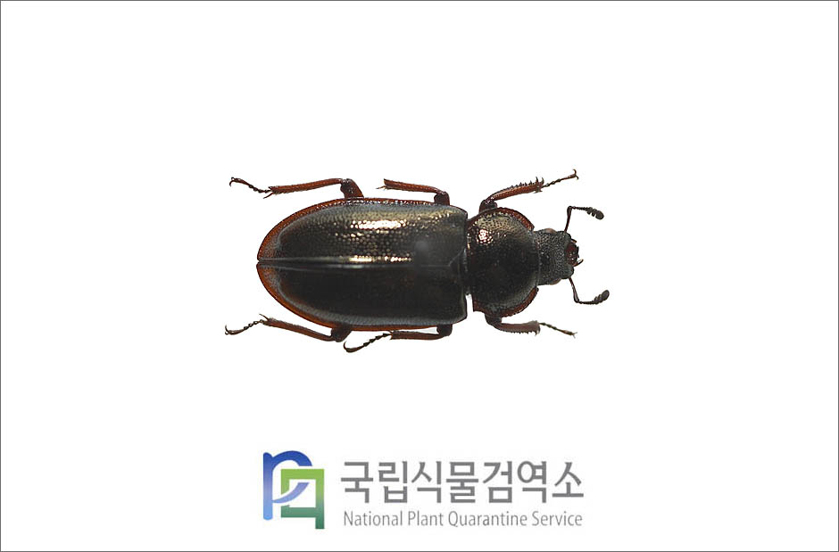 원표애보라사슴벌레(Platycerus hongwonpyoi Imura et Choe) 암컷