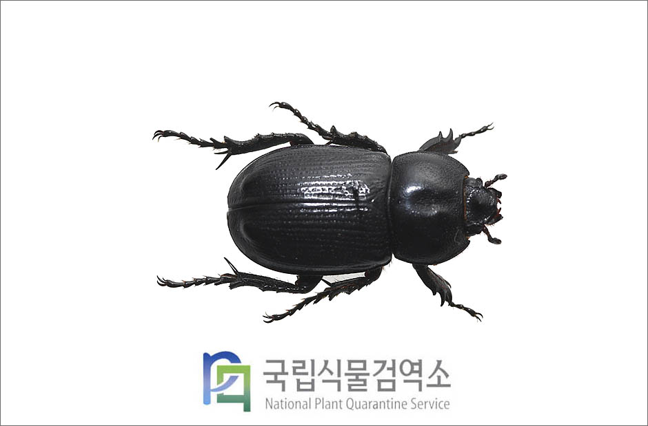 외뿔장수풍뎅이(Eophileurus chinensis (Faldermann)) 암컷