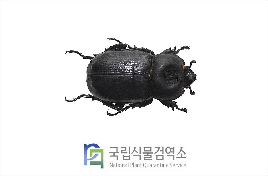 외뿔장수풍뎅이(Eophileurus chinensis (Faldermann)) 수컷