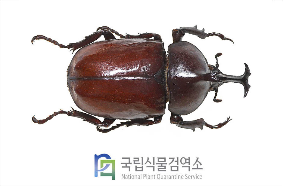 장수풍뎅이(Allomyrina dichotomus (Linne)) 수컷