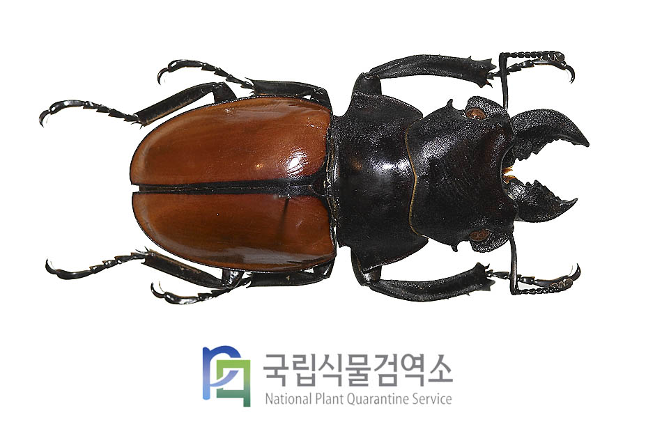 가젤라멋쟁이사슴벌레(Odontolabis gazella)