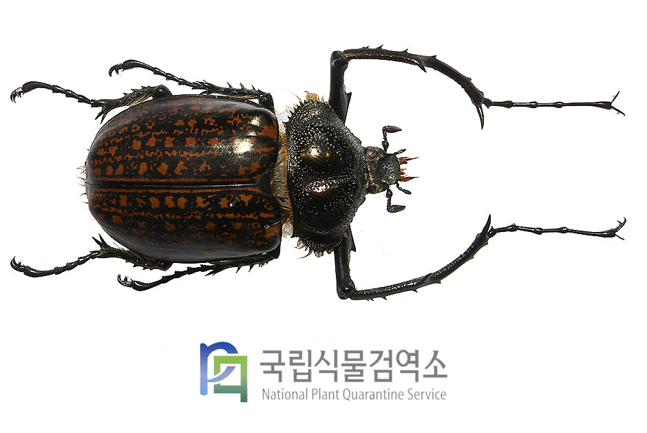 게스트로이앞장다리장수풍뎅이(Cheirotonus gestroi gestroi)