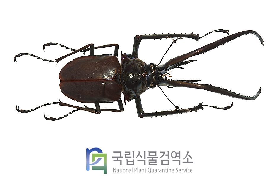 그란티남미사슴벌레(Chiasognathus granti)