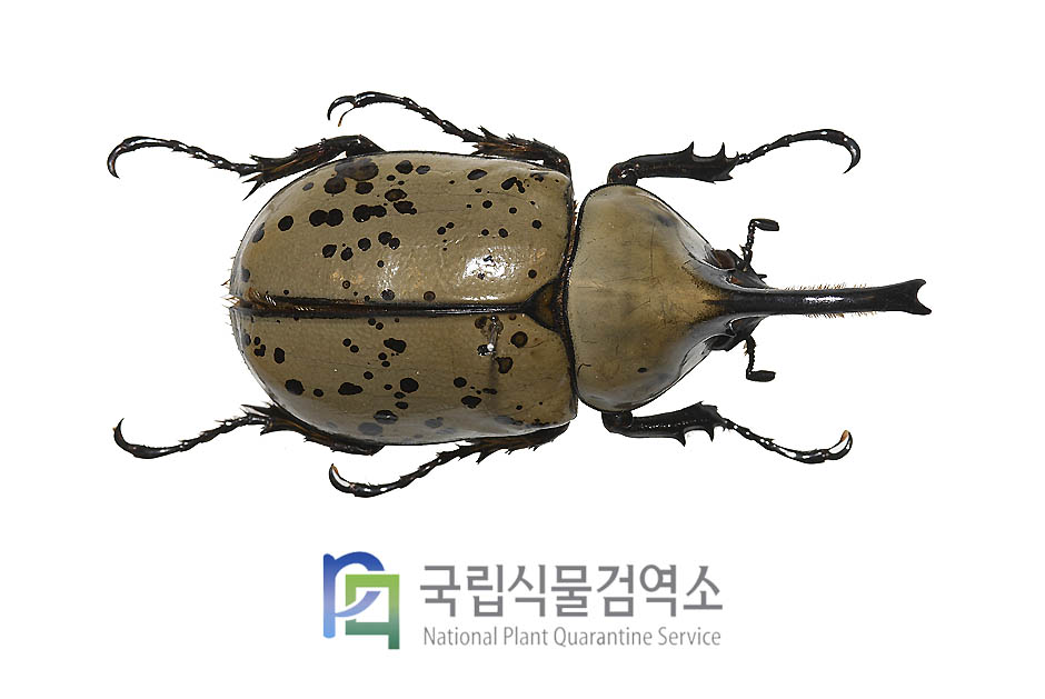 그란티장수풍뎅이(Dynastes granti)