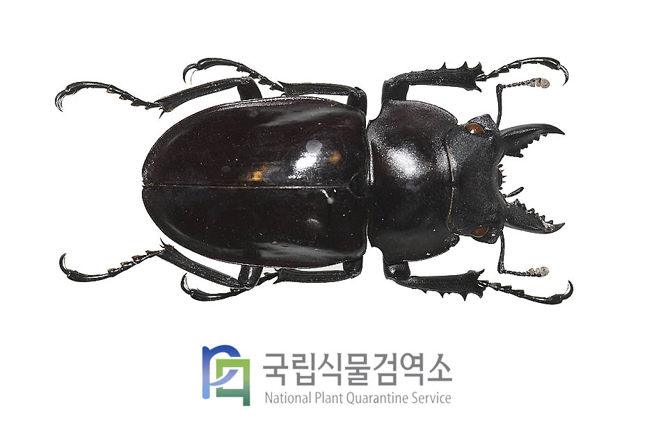 기간테우스 새사슴벌레(Neolucanus giganteus)