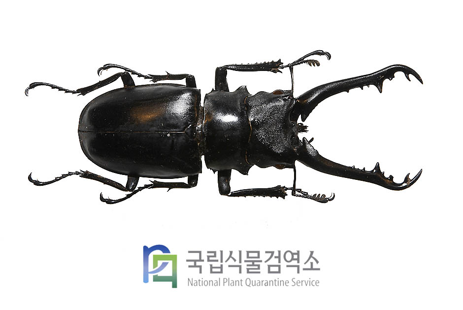 기라파톱사슴벌레(Prosopocoilus giraffa)