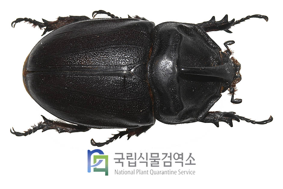 기가스장수풍뎅이(Oryctes gigas)