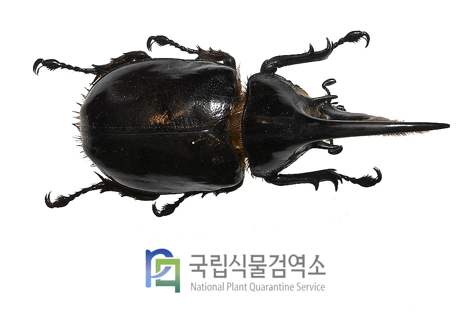 넵튠장수풍뎅이(Dynastes neptunus)