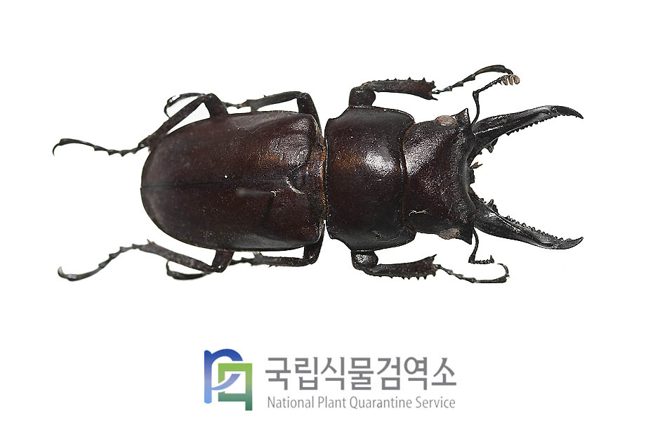 다우리아사슴벌레(Prismognathus dauricus) 
