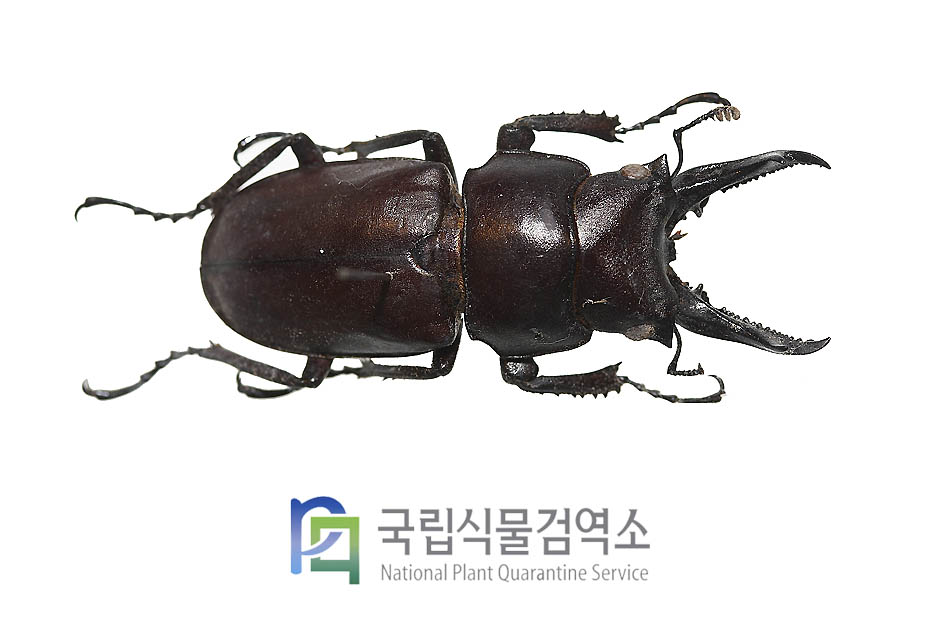 다우리아사슴벌레(Prismognathus dauricus) 