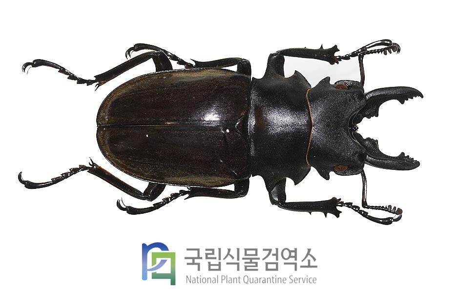 달마니멋쟁이사슴벌레(Odontolabis dalmanni dalmanni)