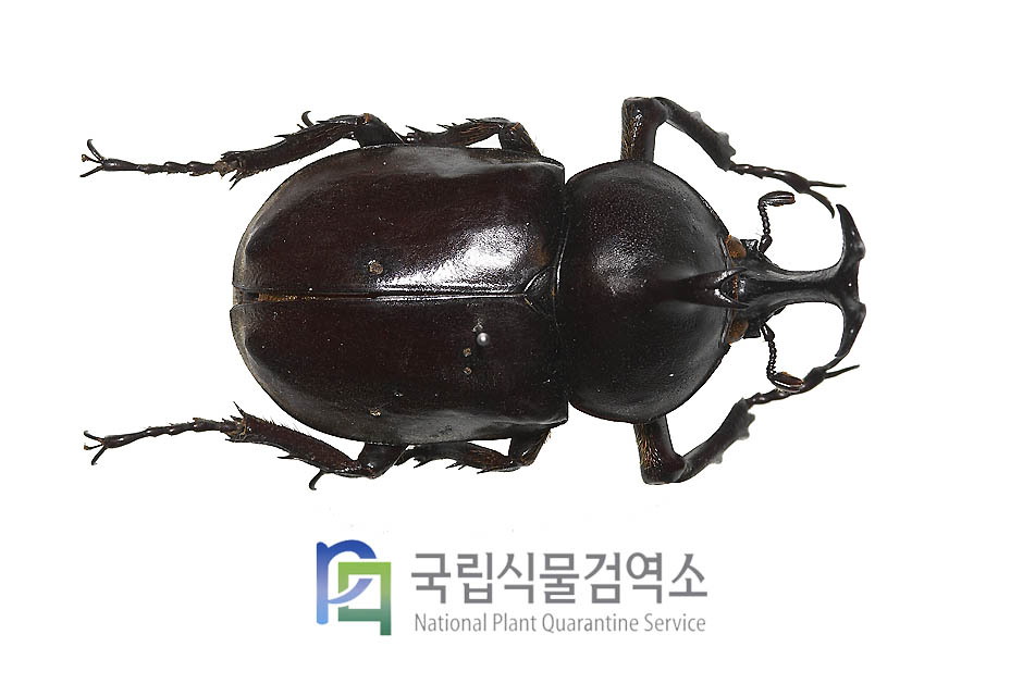 대만장수풍뎅이(Allomyrina dichotomus tsunobosonus)