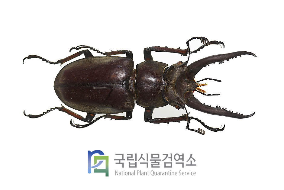 라미니퍼사슴벌레(Lucanus laminifer)