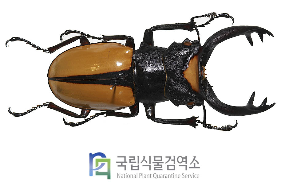 라코데이라이멋쟁이사슴벌레(Odontolabis lacordairei)