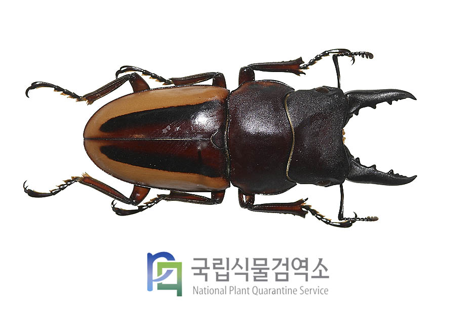 라테라리스톱사슴벌레(Prosopocoilus lateralis lorquinii)