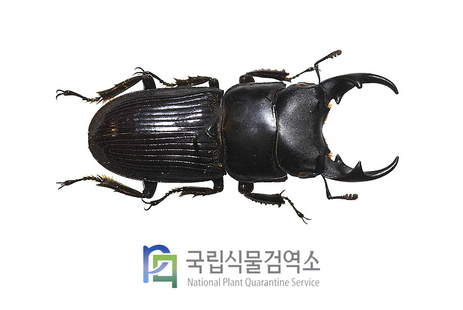 래비콜리스꼬마넓적사슴벌레(Aegus laevicollis laevicollis)