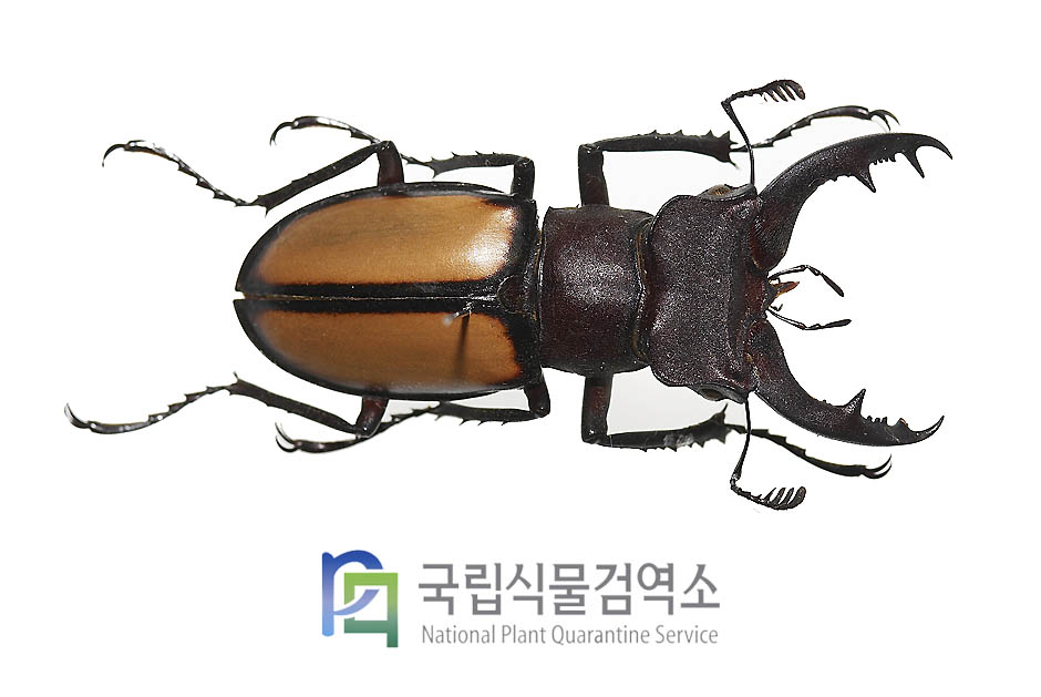 래투스사슴벌레(Lucanus laetus)