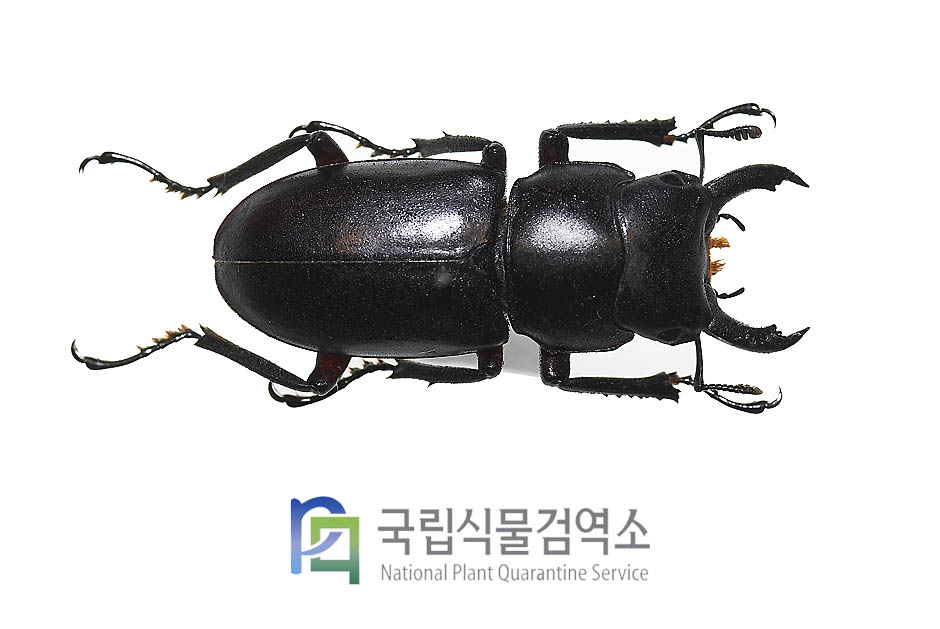 러시아홍다리사슴벌레(Macrodorcus rubrofemoratus)