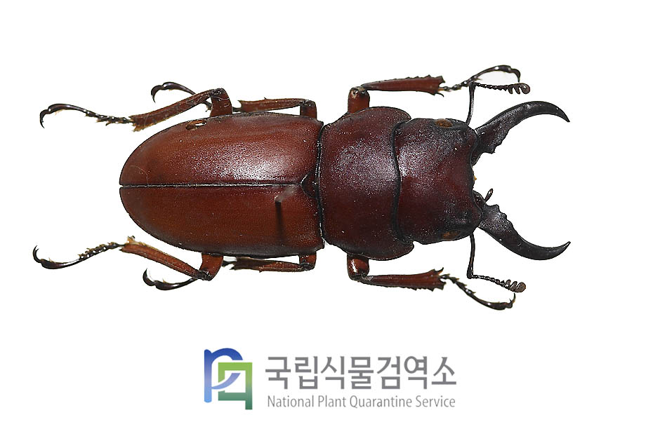 로메오이톱사슴벌레(Prosopocoilus romeoi telodonte)