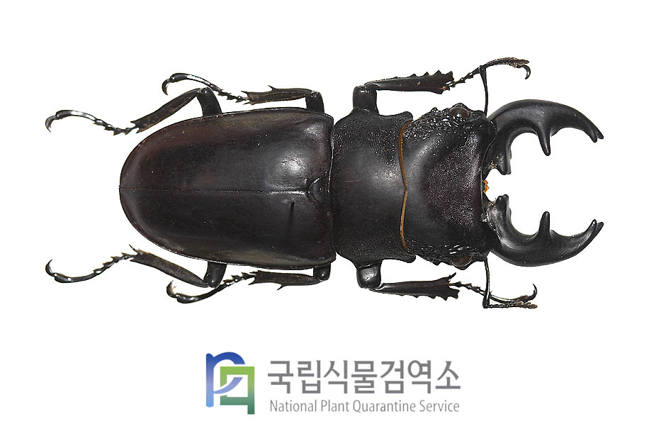 르마위기톱사슴벌레(Prosopocoilus lumawigi)