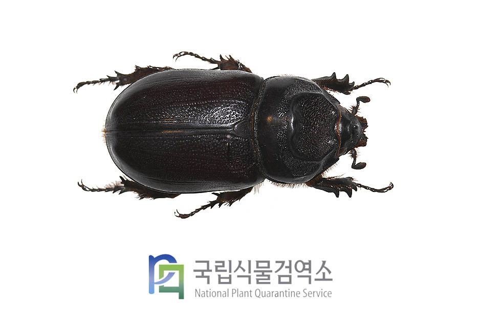 리노쎄루스장수풍뎅이(Oryctes rhinoceros)